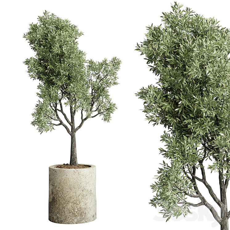 Collection outdoor plant 65 pot old olive tree concrete old vase corona 3DS Max - thumbnail 2