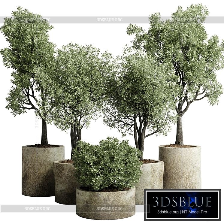 Collection outdoor plant 65 pot old olive tree concrete old vase corona 3DS Max - thumbnail 3