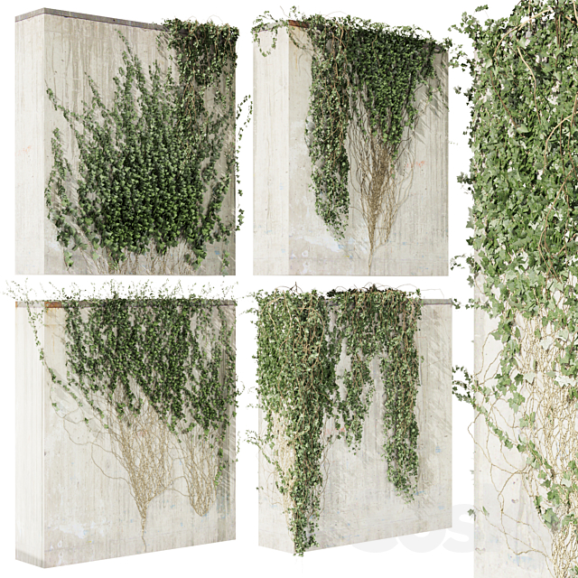 Collection plant vol 414 – Hedera – outdoor – leaf – fitowall – ivy 3ds Max - thumbnail 1