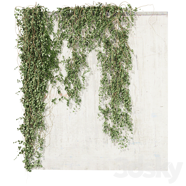 Collection plant vol 414 – Hedera – outdoor – leaf – fitowall – ivy 3ds Max - thumbnail 2