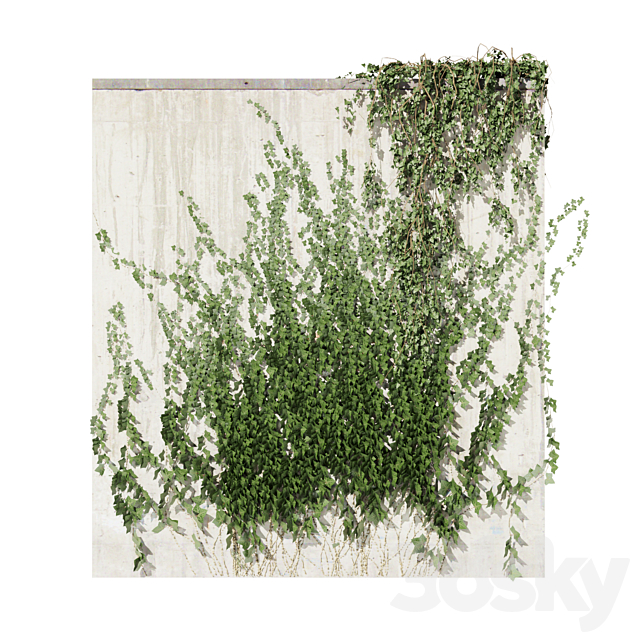 Collection plant vol 414 – Hedera – outdoor – leaf – fitowall – ivy 3ds Max - thumbnail 3