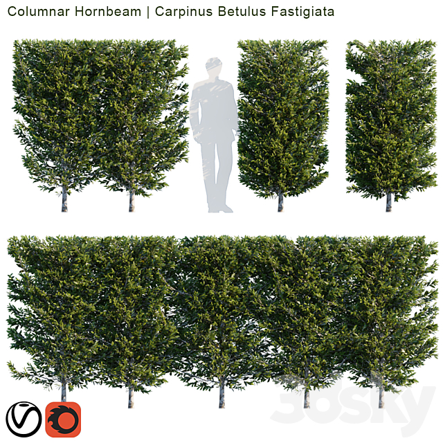 Columnar Hornbeam | Carpinus betulus fastigiata hedge 3ds Max - thumbnail 1