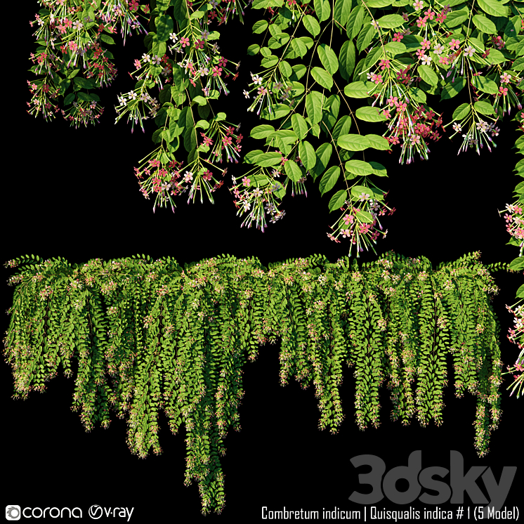 Combretum indicum | Quisqualis indica # 1 (5 Model) 3DS Max - thumbnail 1