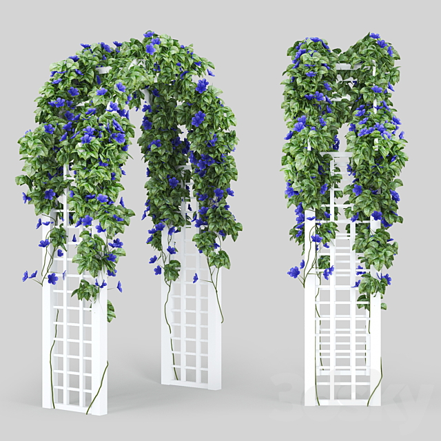 Convolvulus_Arch 3DSMax File - thumbnail 1