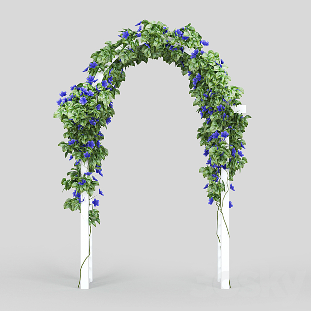 Convolvulus_Arch 3DSMax File - thumbnail 2