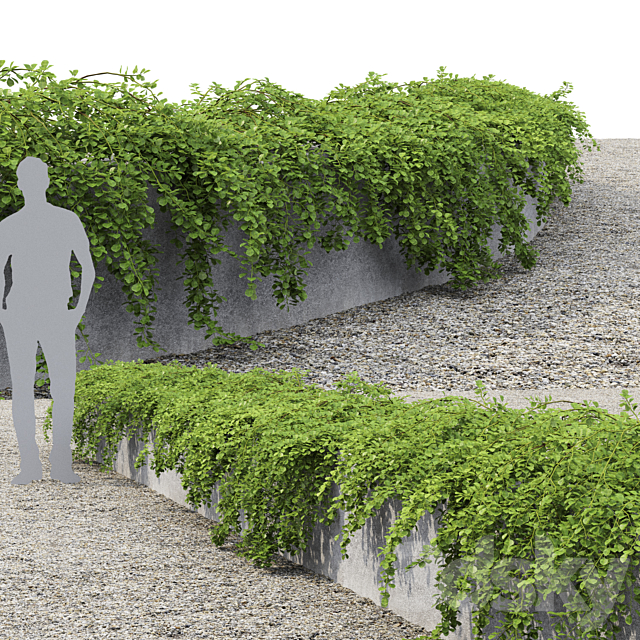 Cotoneaster 3dsMax Model - thumbnail 2