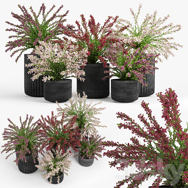 Cozzo planter weigela 3ds Max - thumbnail 1