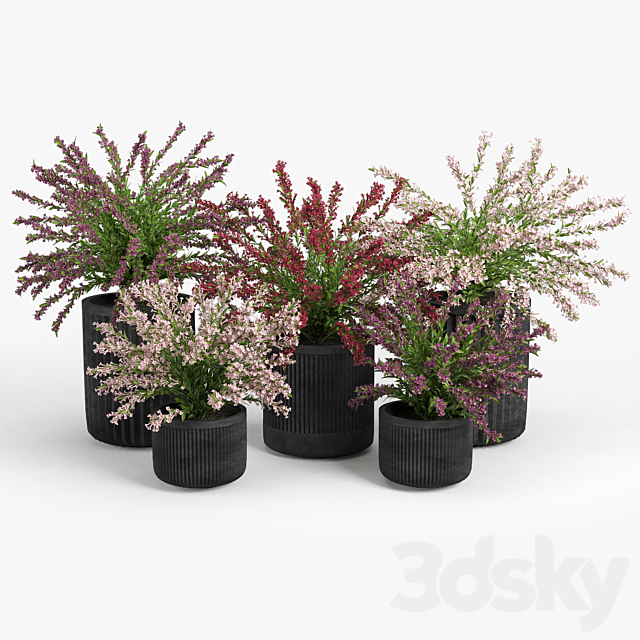 Cozzo planter weigela 3ds Max - thumbnail 2