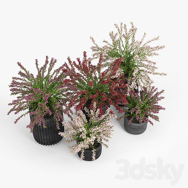 Cozzo planter weigela 3ds Max - thumbnail 3