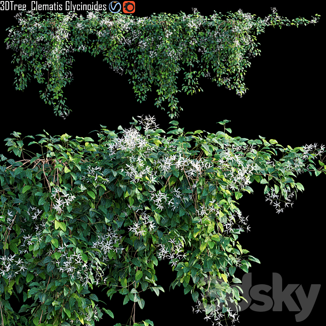 Creeper – Clematis Glycinoides 01 3DS Max Model - thumbnail 1