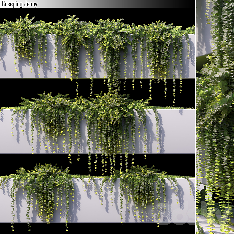 Creeping jenny 3DS Max - thumbnail 1