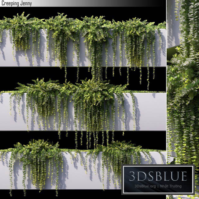 Creeping jenny 3DS Max - thumbnail 3