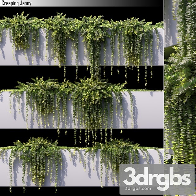 Creeping Jenny 3dsmax Download - thumbnail 1