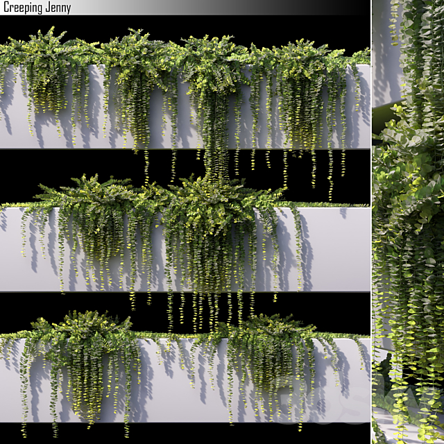 Creeping jenny 3DSMax File - thumbnail 1