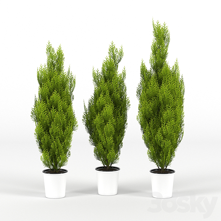 Cupressus wilma 3DS Max - thumbnail 1