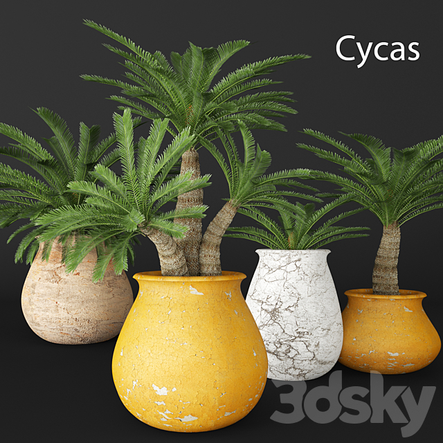 Cycas collection flower pot flowerpot outdoor exotic 3ds Max - thumbnail 1