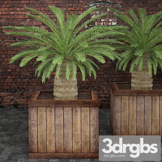 Cycas Cycas Palm Box Street Pot Flower Pot Brick Wall 3dsmax Download - thumbnail 1