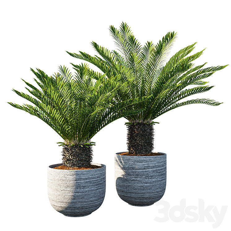 Cycas revoluta Palm Pot 3DS Max - thumbnail 1