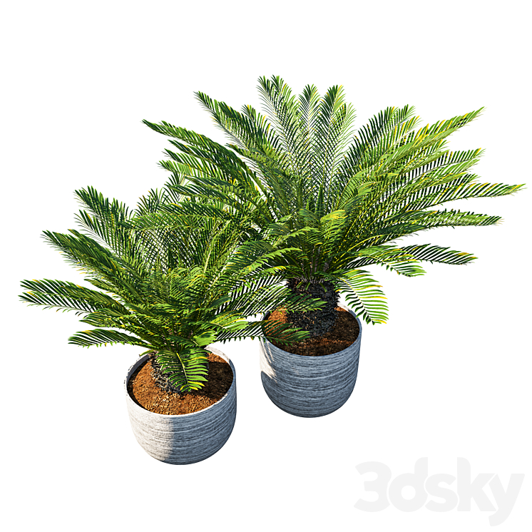 Cycas revoluta Palm Pot 3DS Max - thumbnail 2