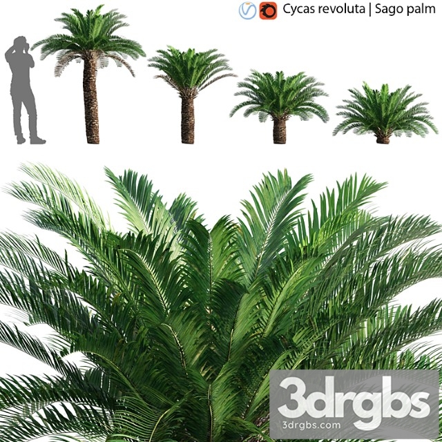 Cycas revoluta – sago palm – 02 - thumbnail 1