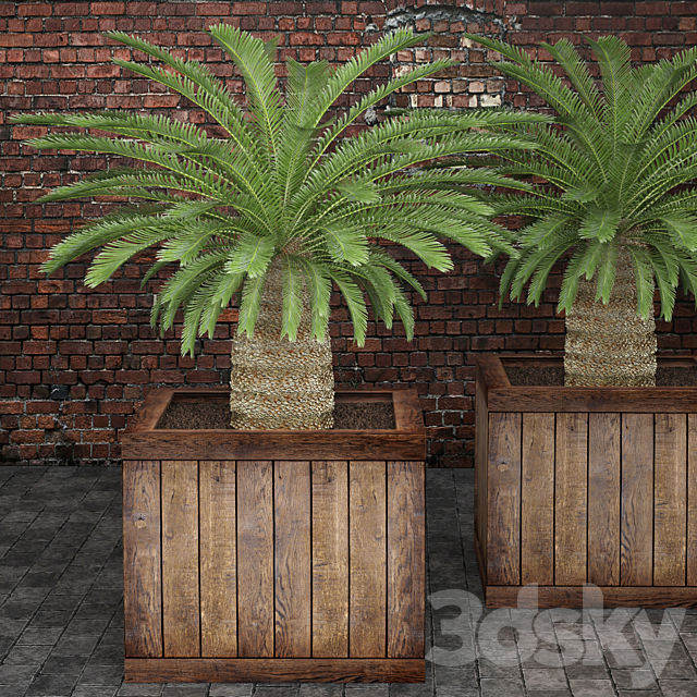 CycasCycas cycas palm tree box outdoor pot flowerpot brick wall 3ds Max - thumbnail 1