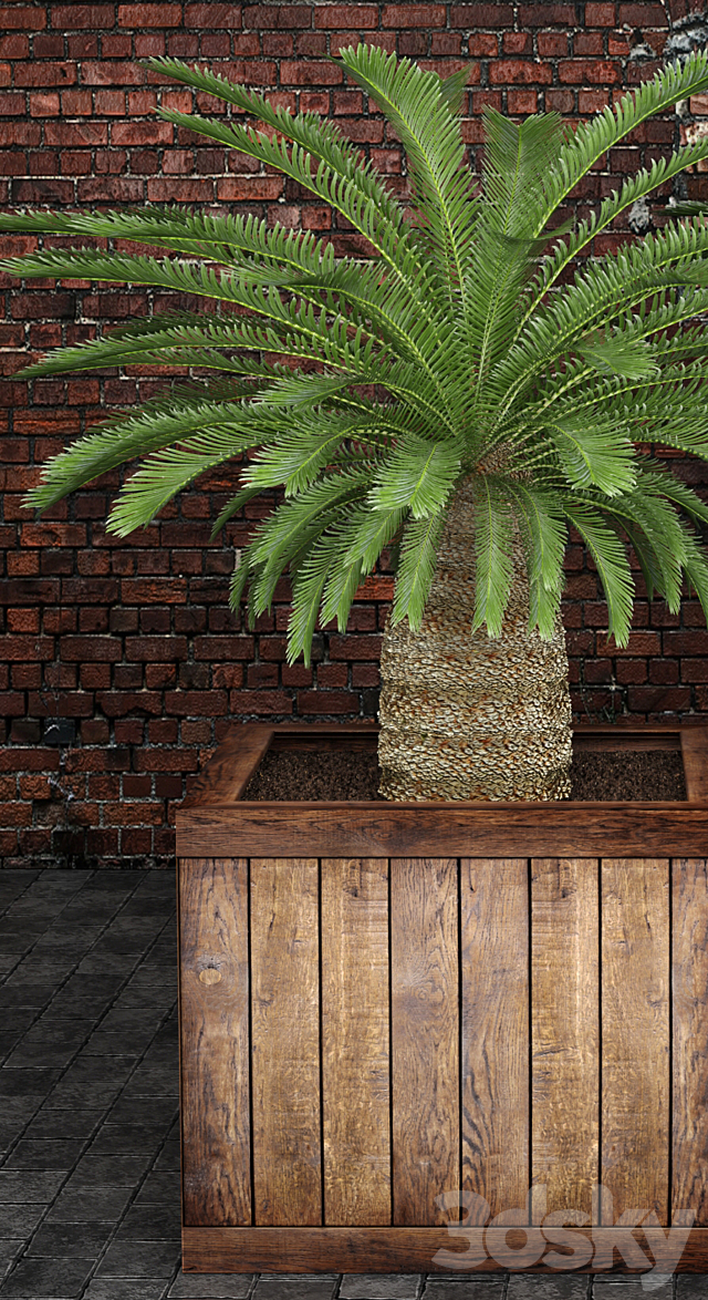 CycasCycas cycas palm tree box outdoor pot flowerpot brick wall 3ds Max - thumbnail 2