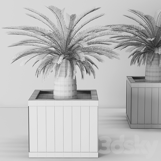 CycasCycas cycas palm tree box outdoor pot flowerpot brick wall 3ds Max - thumbnail 3