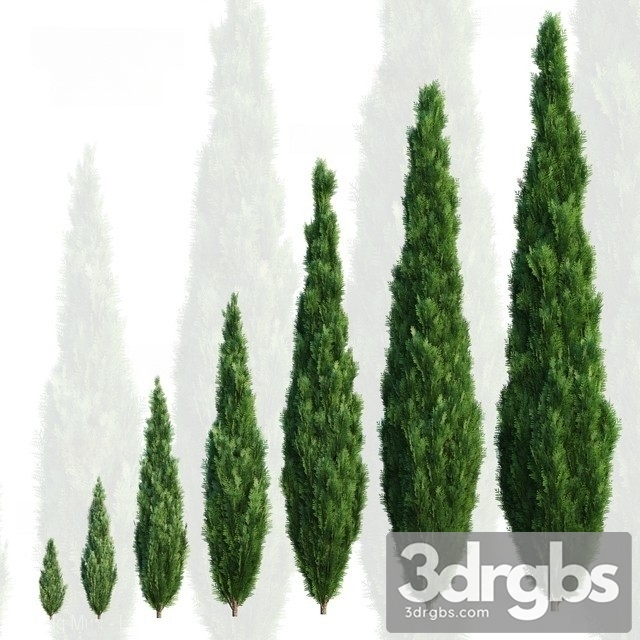 Cypress Tree 3dsmax Download - thumbnail 1