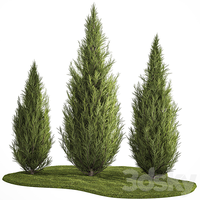 Decorative trees for garden and landscaping thuja cypress. Set 1159. 3ds Max - thumbnail 1