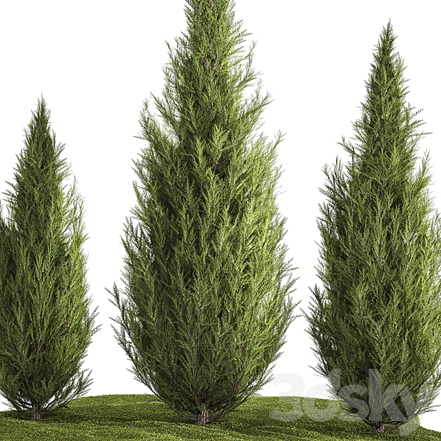 Decorative trees for garden and landscaping thuja cypress. Set 1159. 3ds Max - thumbnail 2