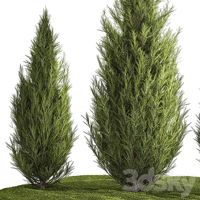 Decorative trees for garden and landscaping thuja cypress. Set 1159. 3ds Max - thumbnail 3