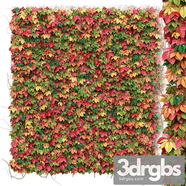 Decorative wall of autumn leaves of grapes - thumbnail 1