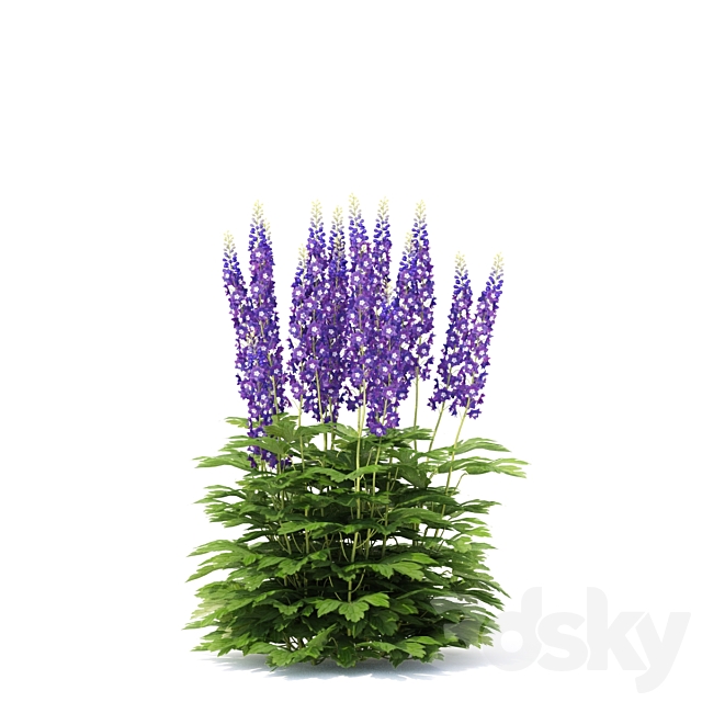 Delphinium hybrid flowers | Delphinium hybridum 3DSMax File - thumbnail 5