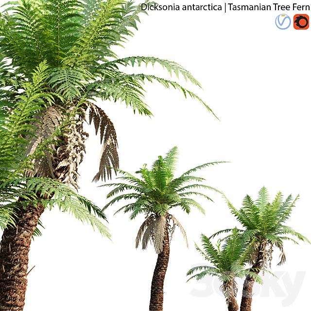 Dicksonia antarctica – Tasmanian Tree Fern – 01 3ds Max - thumbnail 1