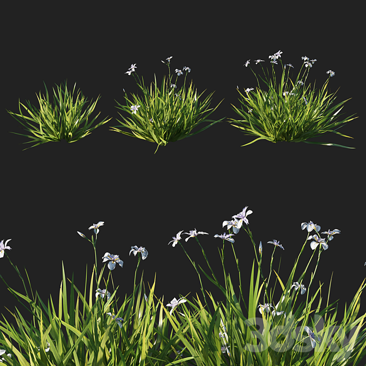 Dietes grandiflora grass 3DS Max - thumbnail 1