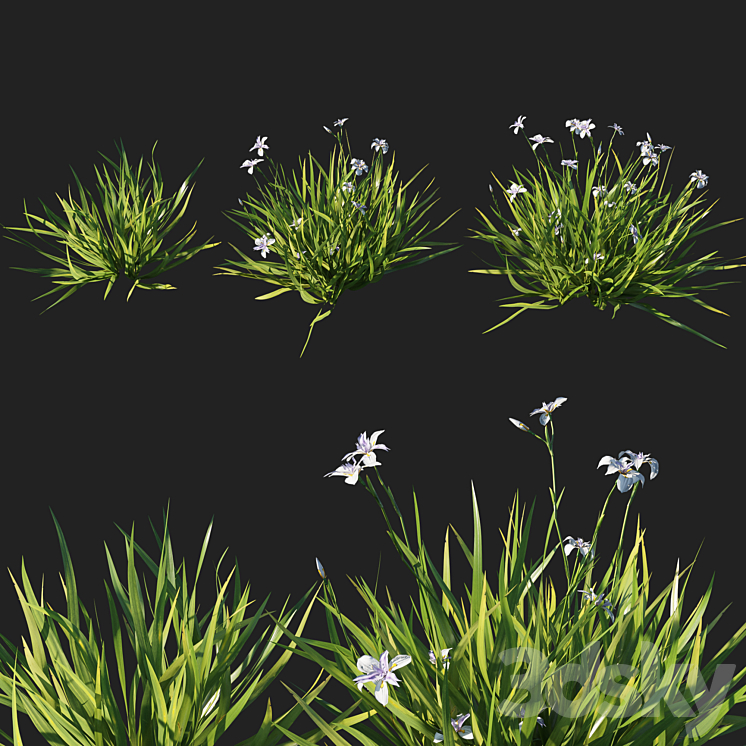 Dietes grandiflora grass 3DS Max - thumbnail 2