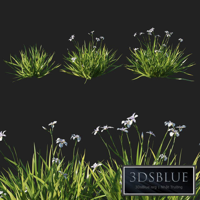 Dietes grandiflora grass 3DS Max - thumbnail 3