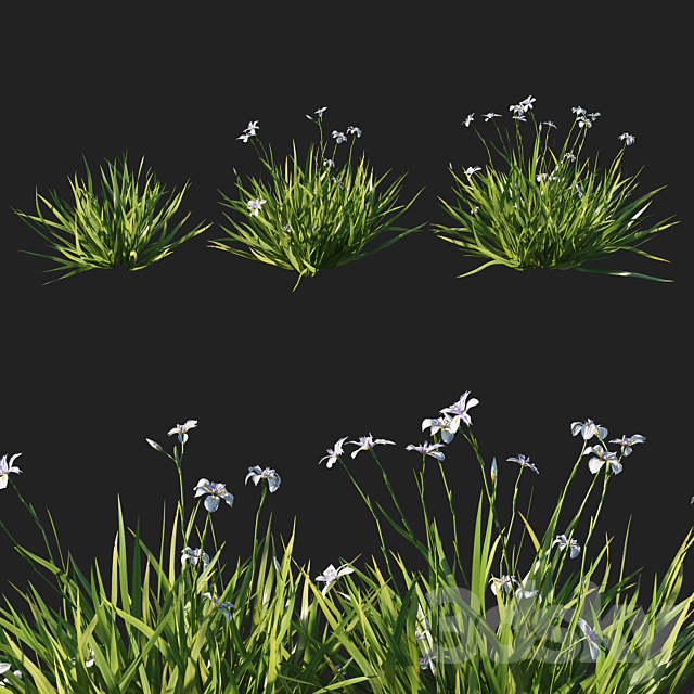 Dietes grandiflora grass 3DSMax File - thumbnail 1