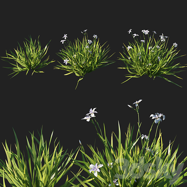 Dietes grandiflora grass 3DSMax File - thumbnail 2