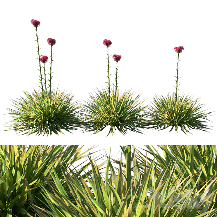 Doryanthes Excelsa_Gymea Lily 3DS Max Model - thumbnail 3