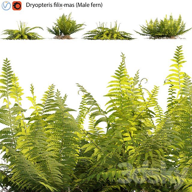 Dryopteris filix-mas – Male fern -02 3ds Max - thumbnail 1