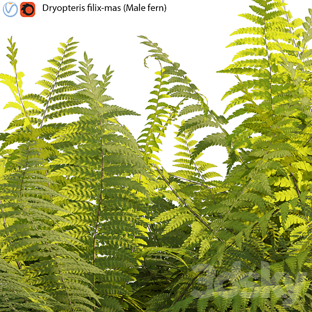 Dryopteris filix-mas – Male fern -02 3ds Max - thumbnail 2