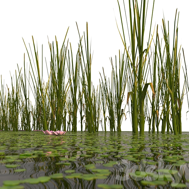 Duckweed Cattail and Water Lilies 3ds Max - thumbnail 2