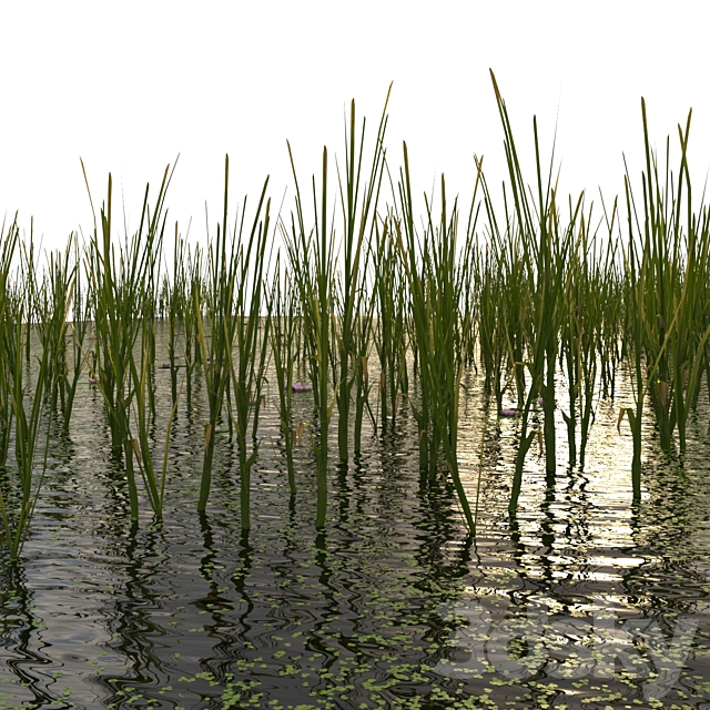 Duckweed Cattail and Water Lilies 3ds Max - thumbnail 3