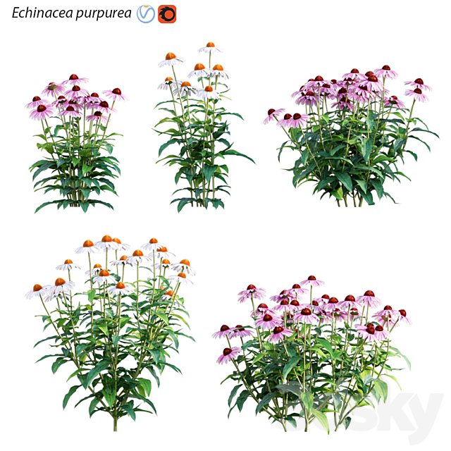 Echinacea purpurea – Coneflower 3ds Max - thumbnail 1