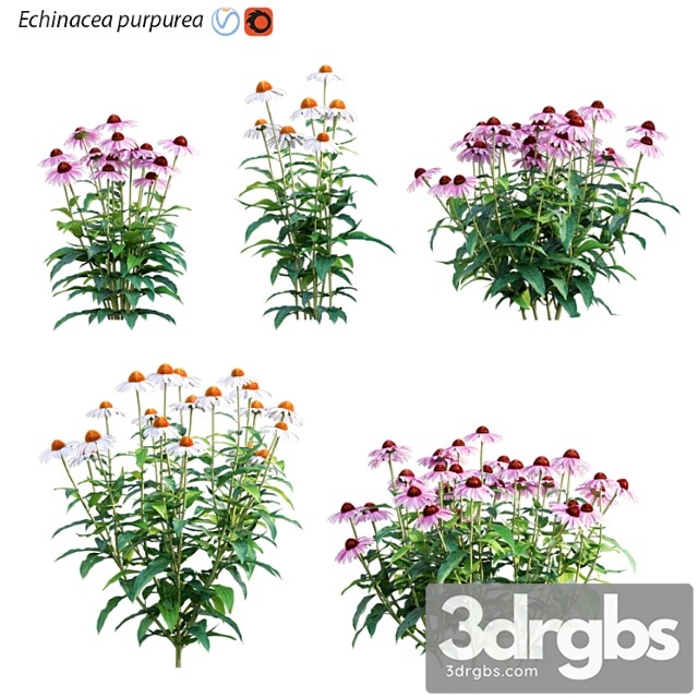 Echinacea purpurea – coneflower - thumbnail 1