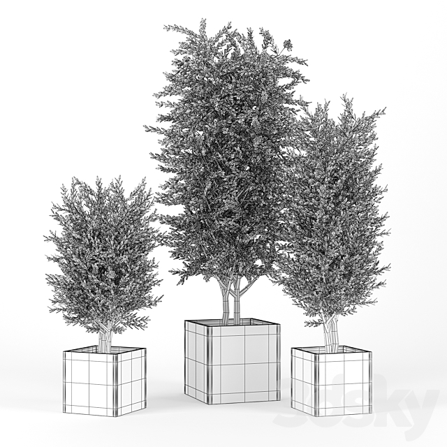 Eucalyptus 3DS Max Model - thumbnail 2