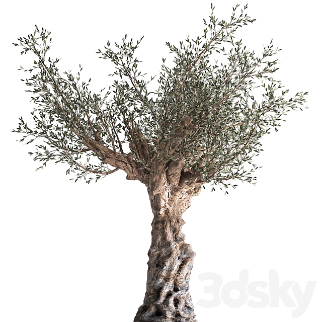 European olive tree in a black metal outdoor pot and vase topiary. 985. 3DS Max Model - thumbnail 2