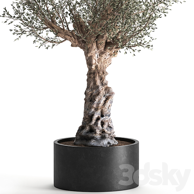 European olive tree in a black metal outdoor pot and vase topiary. 985. 3DS Max Model - thumbnail 3