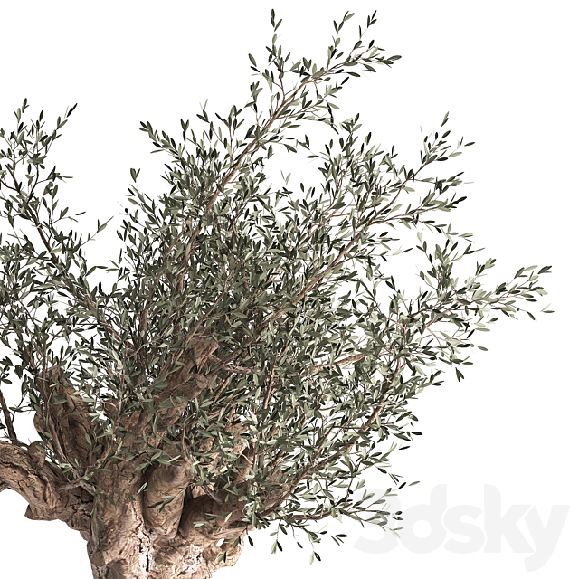 European olive tree in a black metal outdoor pot and vase topiary. 985. 3DS Max Model - thumbnail 4